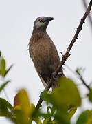 Brown Babbler