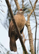 Brown Babbler