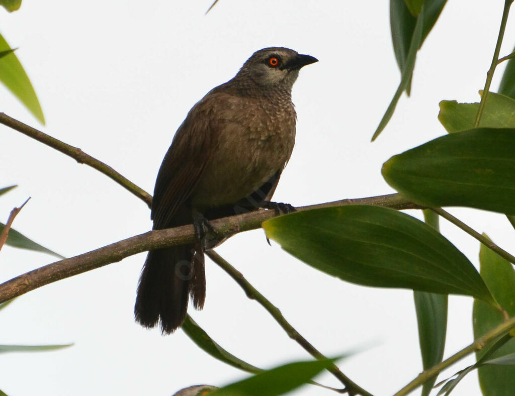 Brown Babbleradult, identification