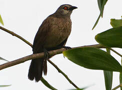 Brown Babbler