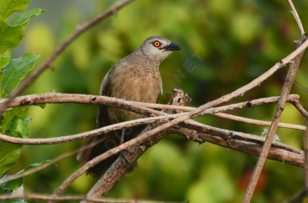 Brown Babbler