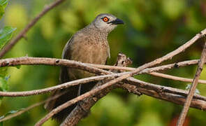 Brown Babbler