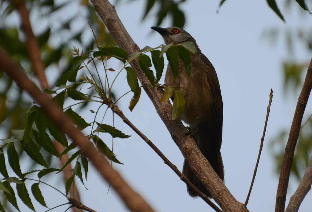 Brown Babbleradult