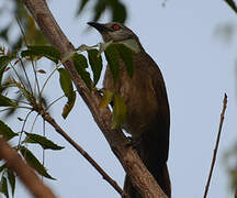 Brown Babbler