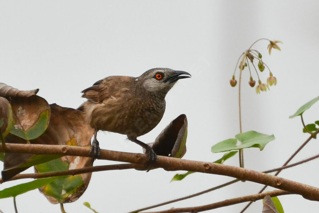 Brown Babbleradult, identification