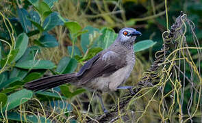 Brown Babbler