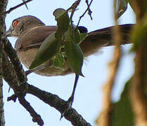 Brown Babbler