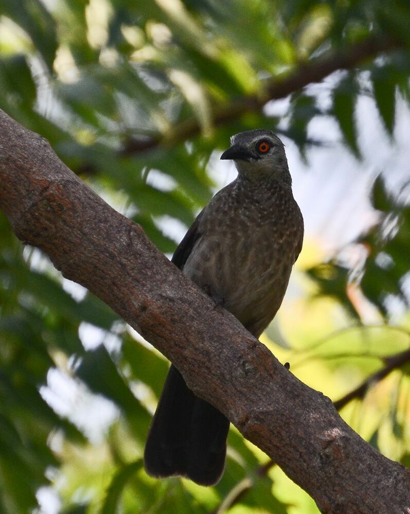 Brown Babbleradult, identification