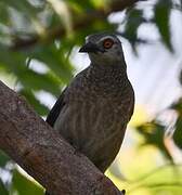 Brown Babbler