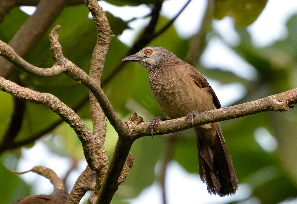 Brown Babbleradult, identification