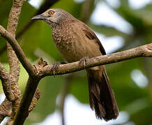 Brown Babbler