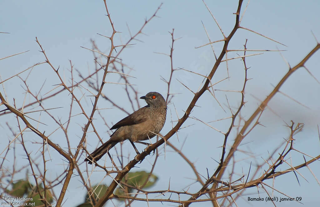 Cratérope brunadulte, identification