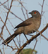 Brown Babbler