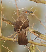 Brown Babbler