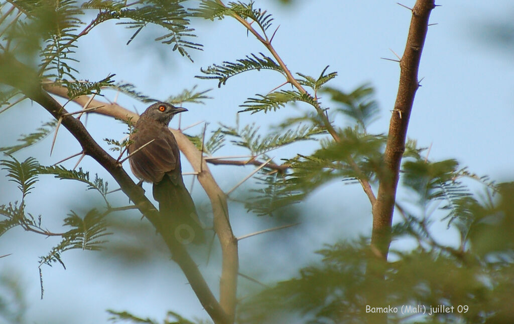 Brown Babbler