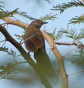 Brown Babbler