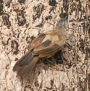 Brown Babbler