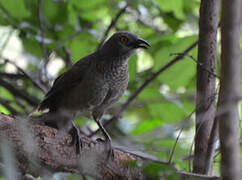 Brown Babbler