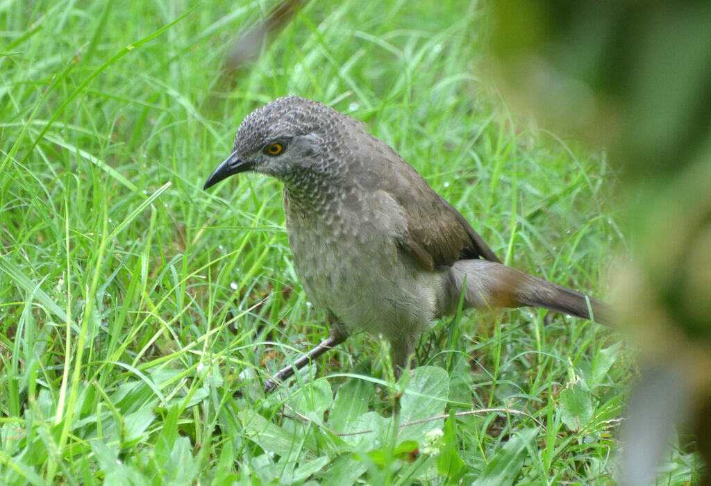 Cratérope brunadulte, identification