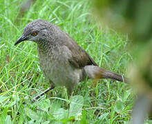 Brown Babbler