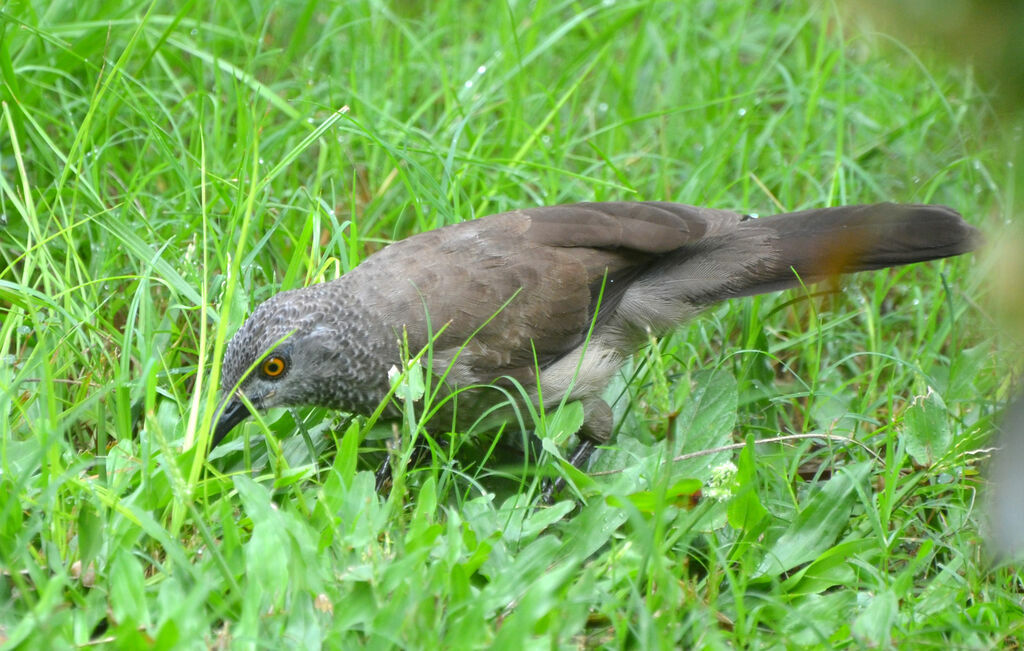 Brown Babbleradult, identification