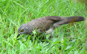 Brown Babbler