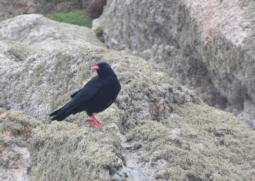 Red-billed Choughadult