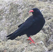 Red-billed Chough