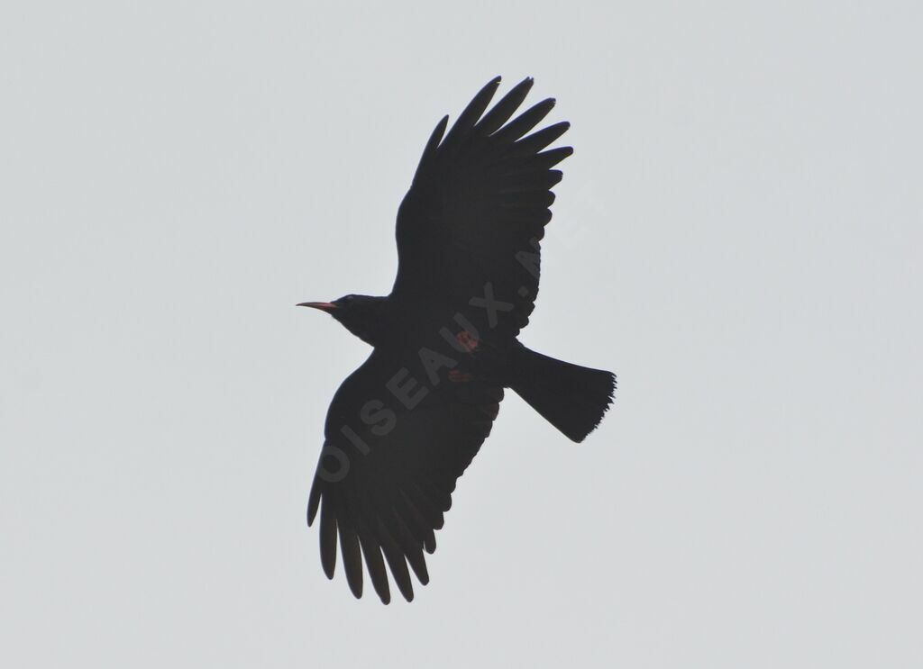 Red-billed Choughadult, Flight