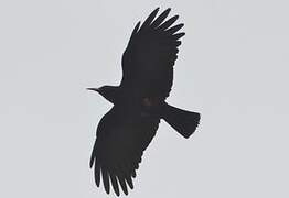 Red-billed Chough