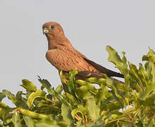 Fox Kestrel