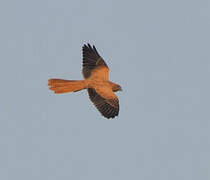 Fox Kestrel