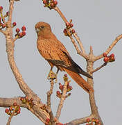 Fox Kestrel