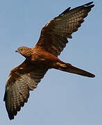 Fox Kestrel