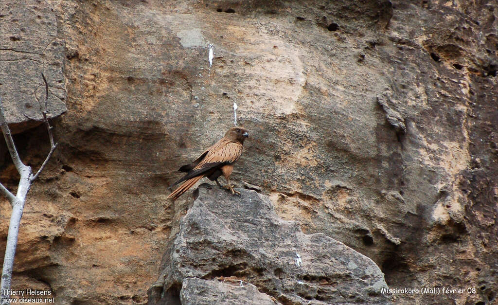 Crécerelle renardadulte, habitat