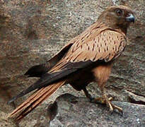 Fox Kestrel