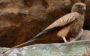 Fox Kestrel