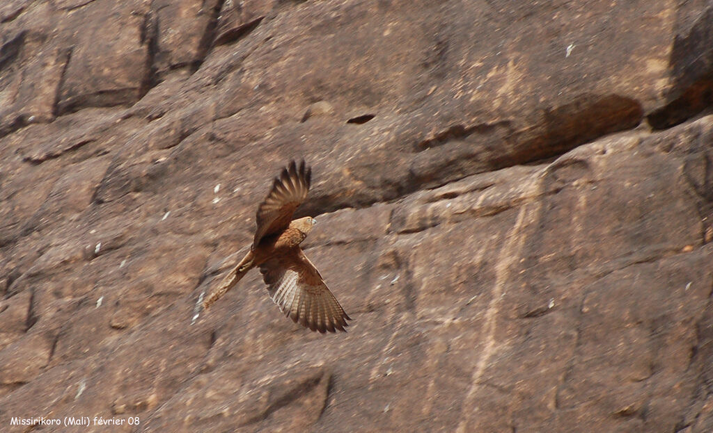 Crécerelle renardadulte