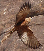 Fox Kestrel