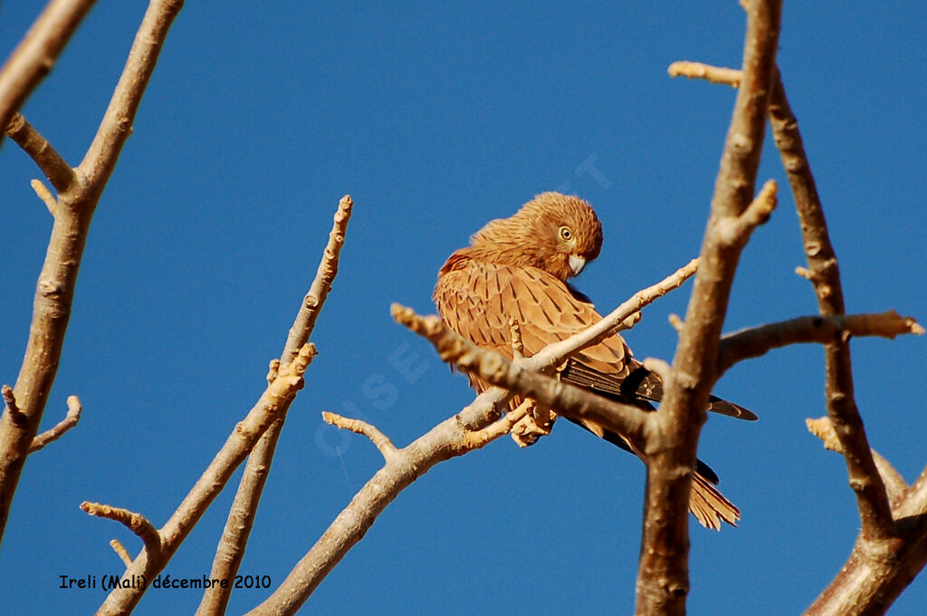 Fox Kestrel