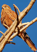 Fox Kestrel