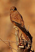 Fox Kestrel