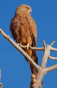 Fox Kestrel