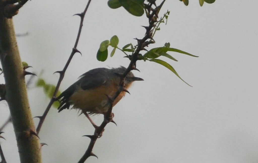 Northern Crombecadult, identification