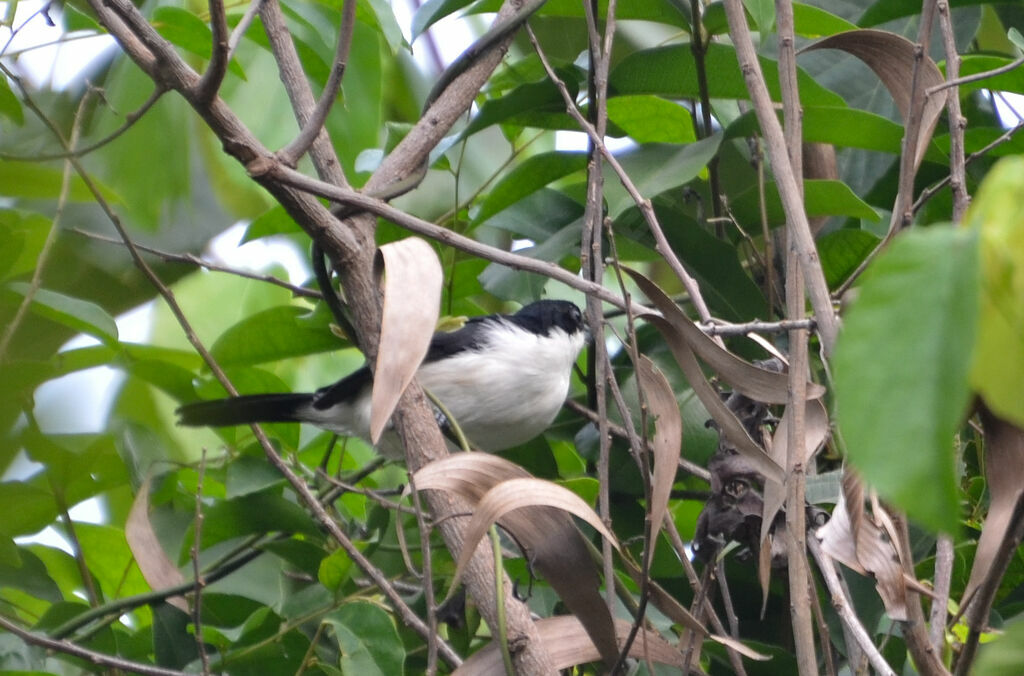 Sabine's Puffback male adult