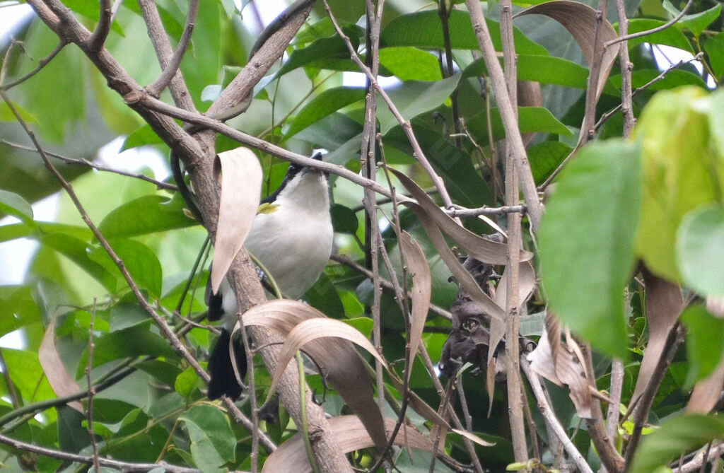 Sabine's Puffback male adult