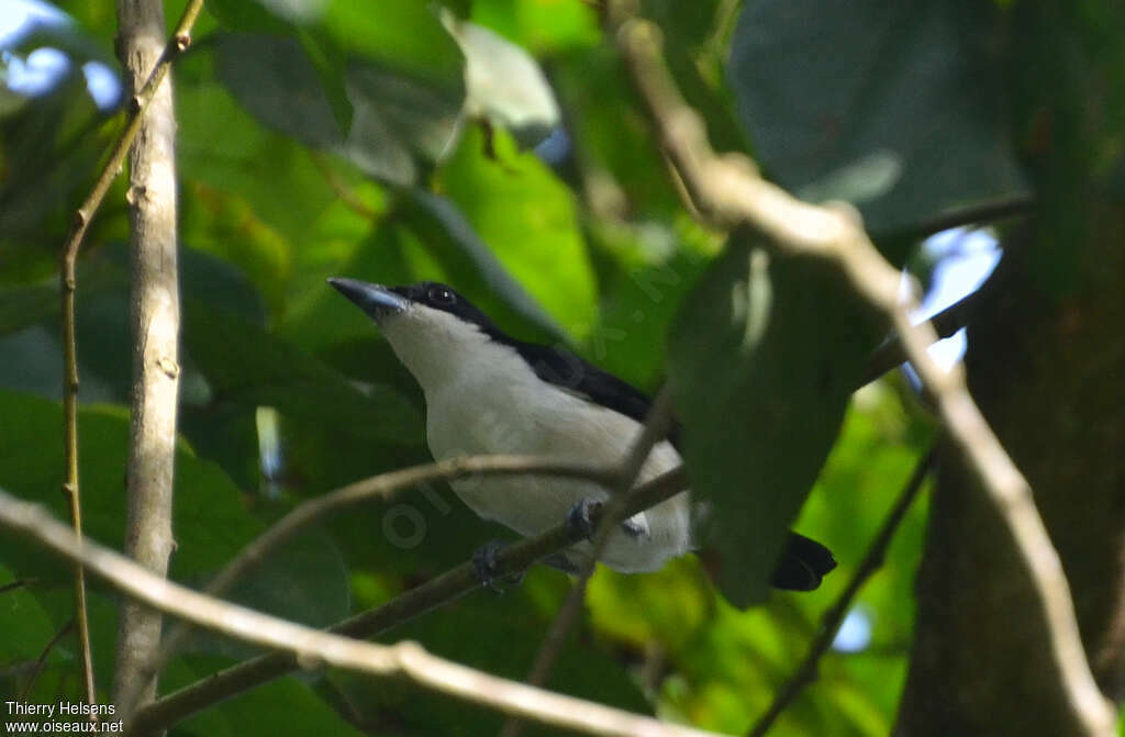 Sabine's Puffback male adult, identification