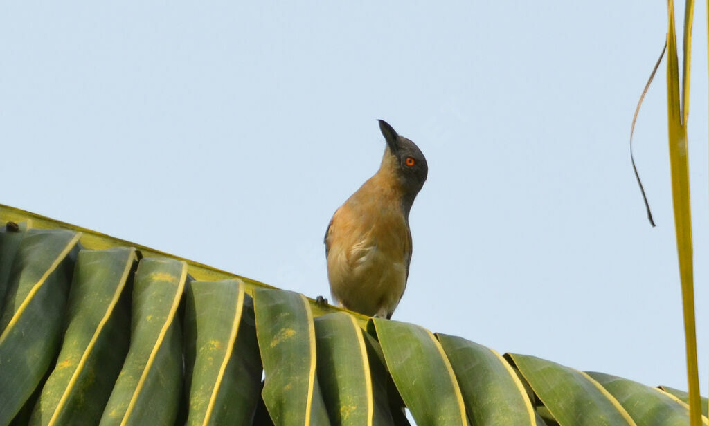 Northern Puffback female, identification