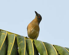 Northern Puffback