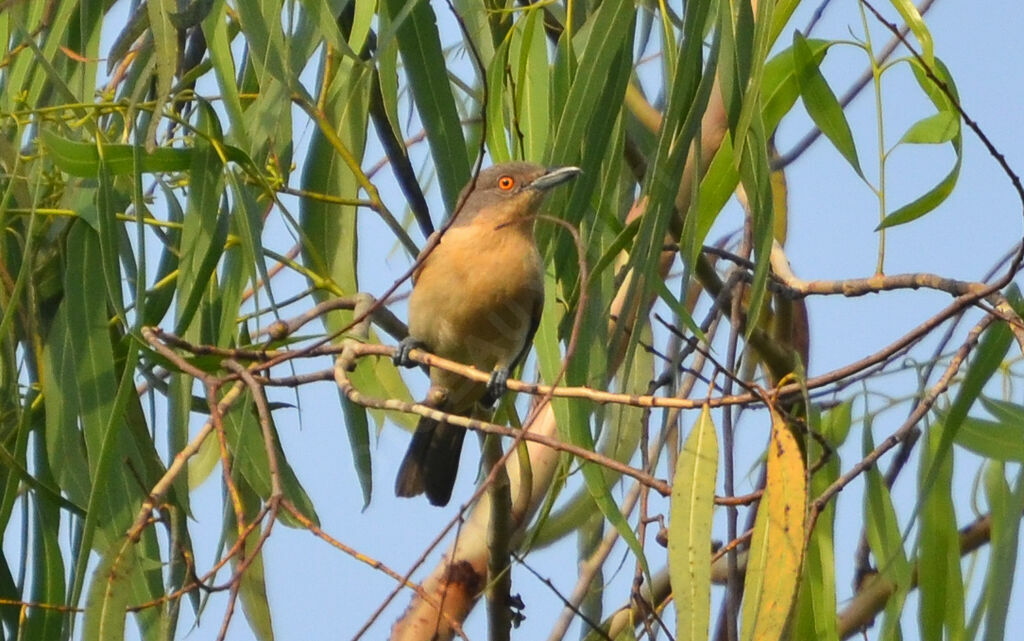 Northern Puffback female adult